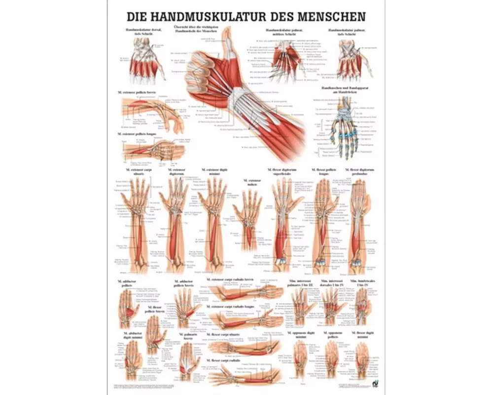 Rüdiger Anatomische Lehrtafel Handmuskulatur Deutsch