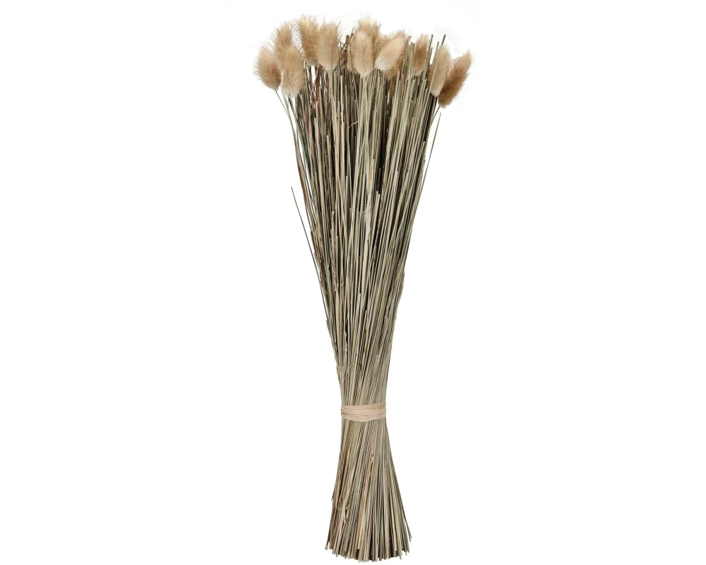EGLO Hasenschwanzgras Getrocknetes, Braun, 42 cm
