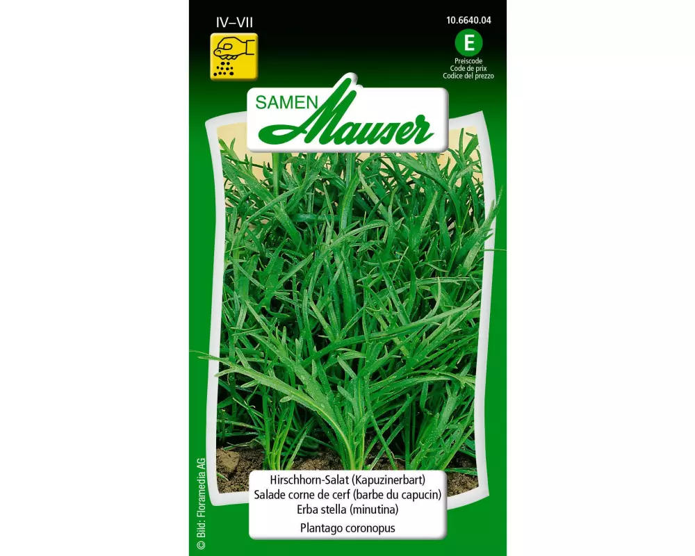 Samen Mauser Samen HirschhornSalat (Kapuzinerbart)