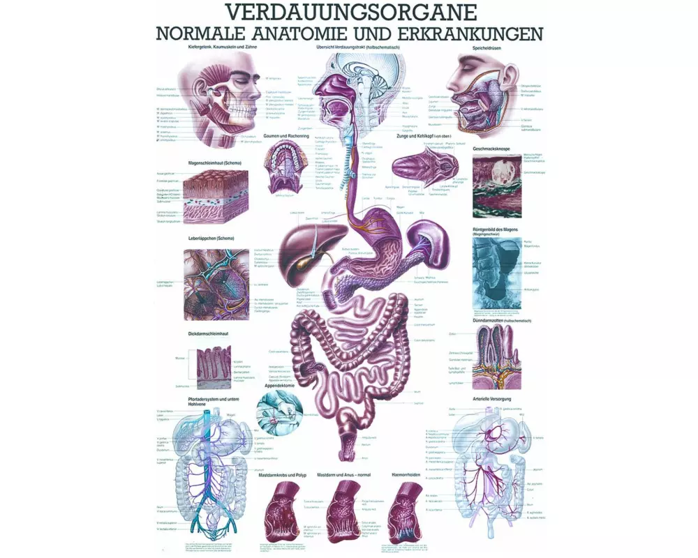 Rüdiger Anatomische Lehrtafel Verdauungsorgane