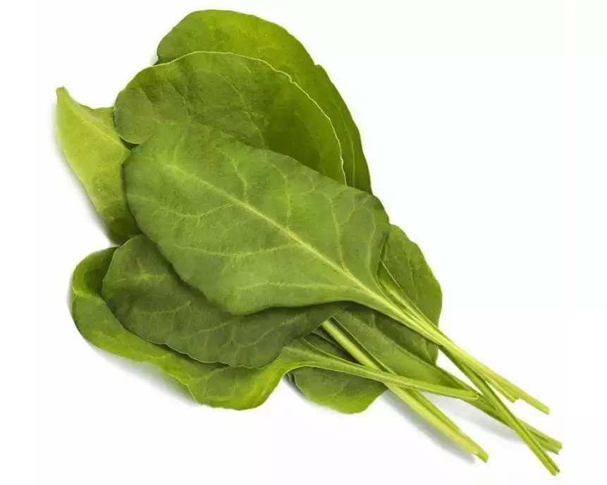 Click and Grow Samen Grüner Mangold