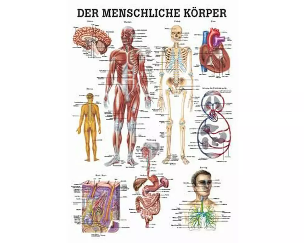 Rüdiger Anatomische Lehrtafel Der menschliche Körper Deutsch