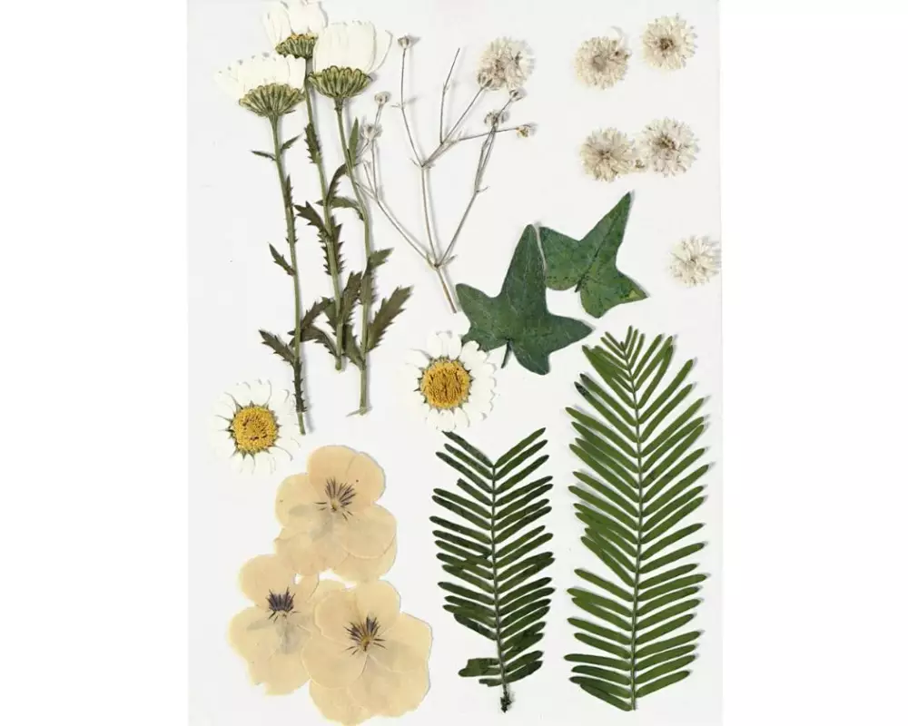 Creativ Company Streudeko Gepresste Blüten und Blätter, Gelb, 19 sort.