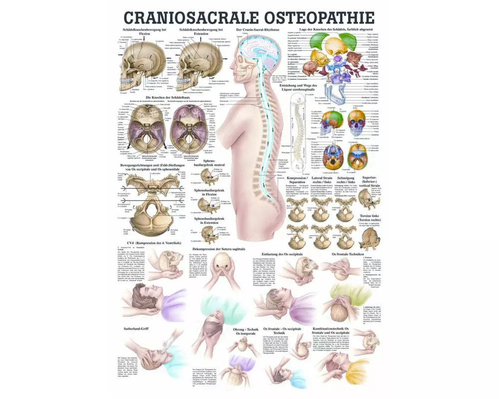 Rüdiger Anatomische Lehrtafel Craniosacrale Osteopathie