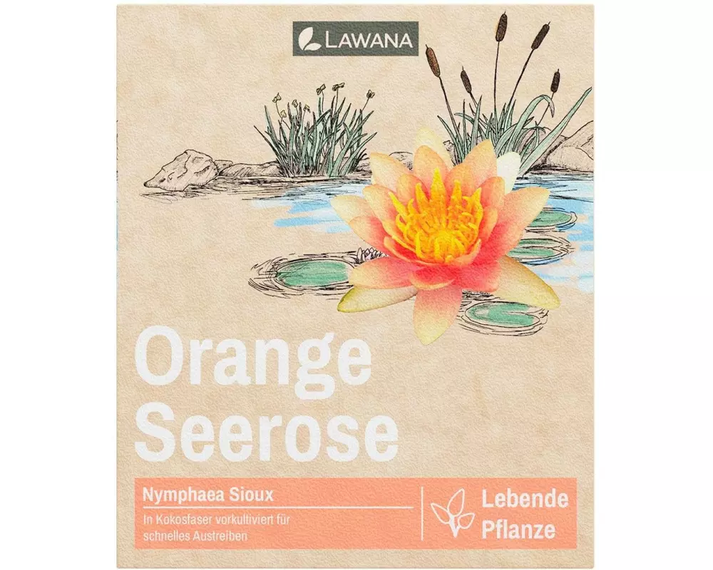 Lawana Echte Seerose Nymphaea Natura Coco «Sioux