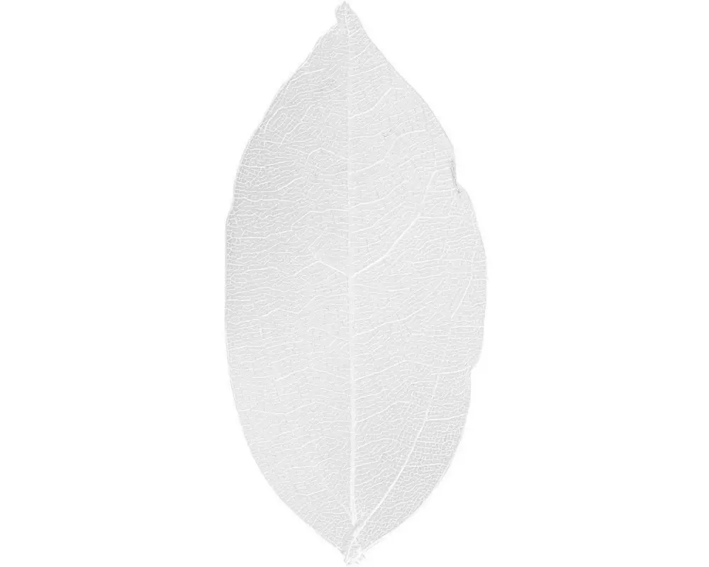 Creativ Company Papierdekoration Laubblätter, Weiss, 20 Stück