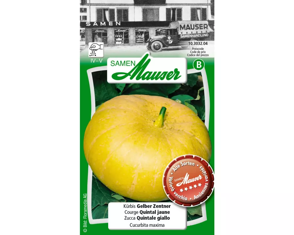 Samen Mauser Samen Alte Sorte Kürbis Gelber Zentner