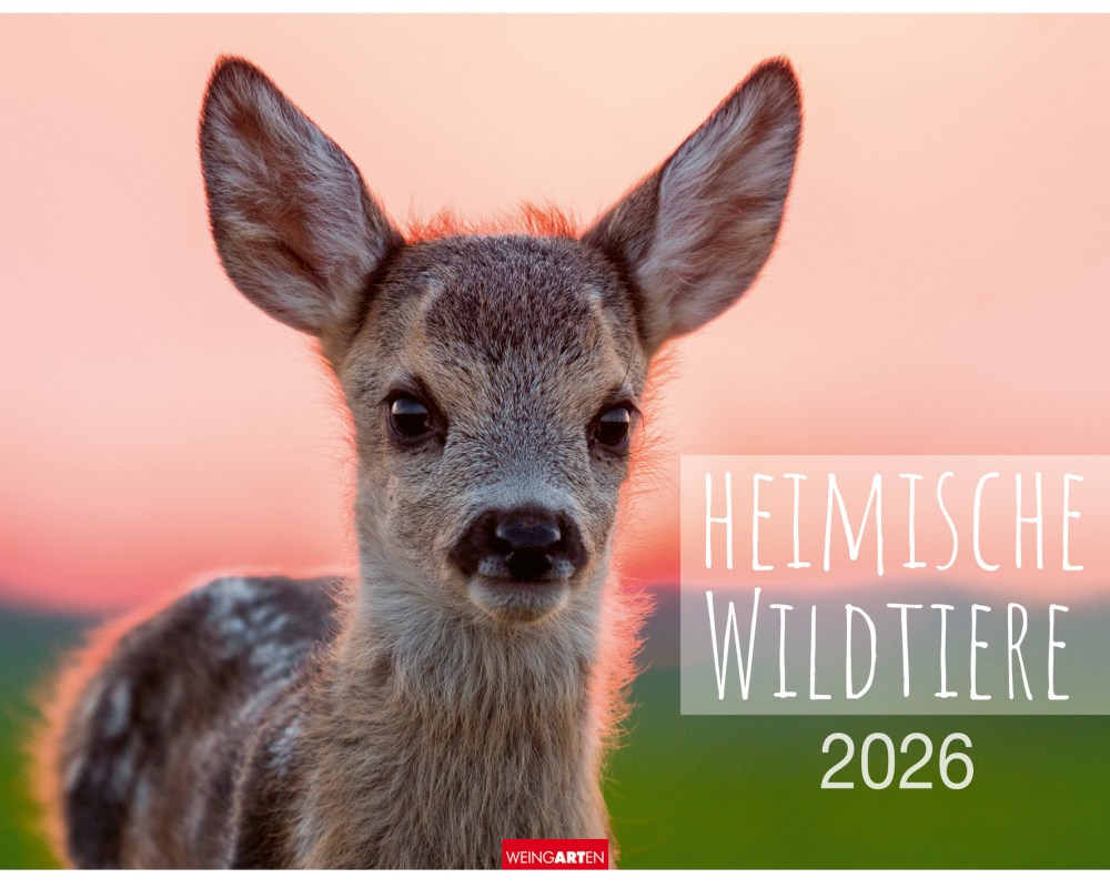 WEINGARTEN Bildkalender 2026 3312198+26 Heimische Wildtiere 44x34cm