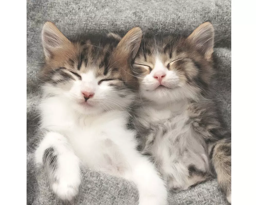 Paper + Design Papierservietten Cats 33 cm x 33 cm, 20 Stück