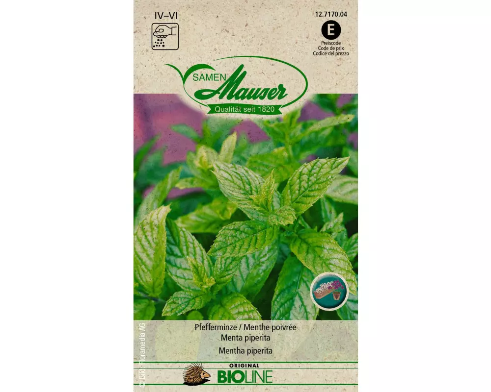 Samen Mauser Samen BIO Pfefferminze