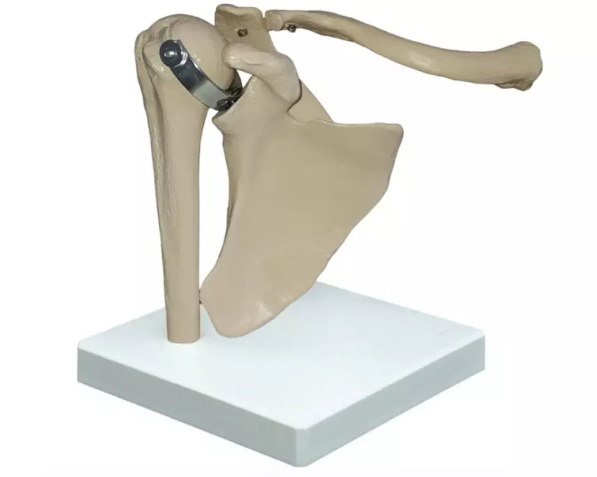 Rüdiger Modell Schultergelenk auf Stativ ohne Bänder