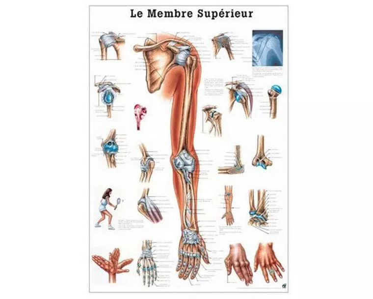 Rüdiger Anatomische Lehrtafel Die obere Extremität 70 x 100 cm