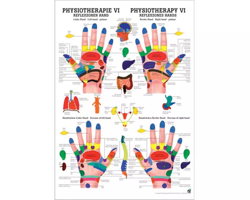 Rüdiger Anatomische Lehrtafel Reflexzonen Hand Deutsch/Englisch