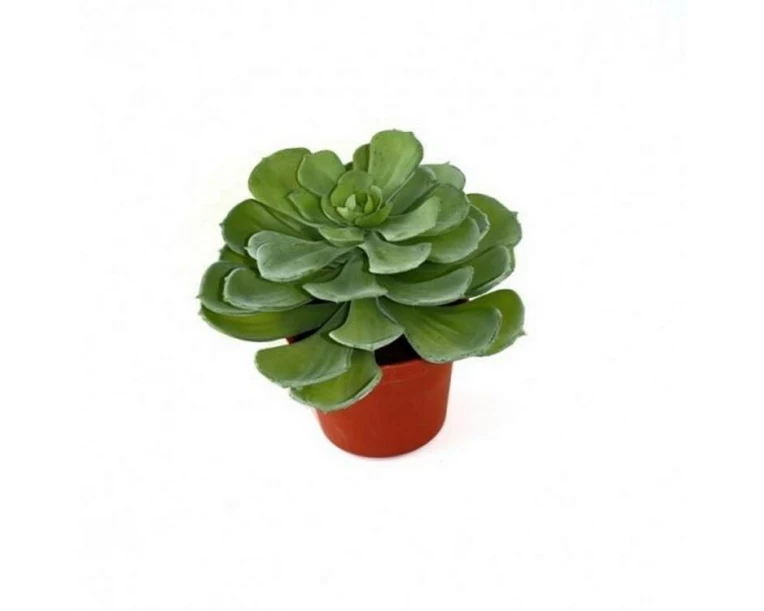 Botanic-Haus Kunstpflanze Echeveria Setosa 16 cm
