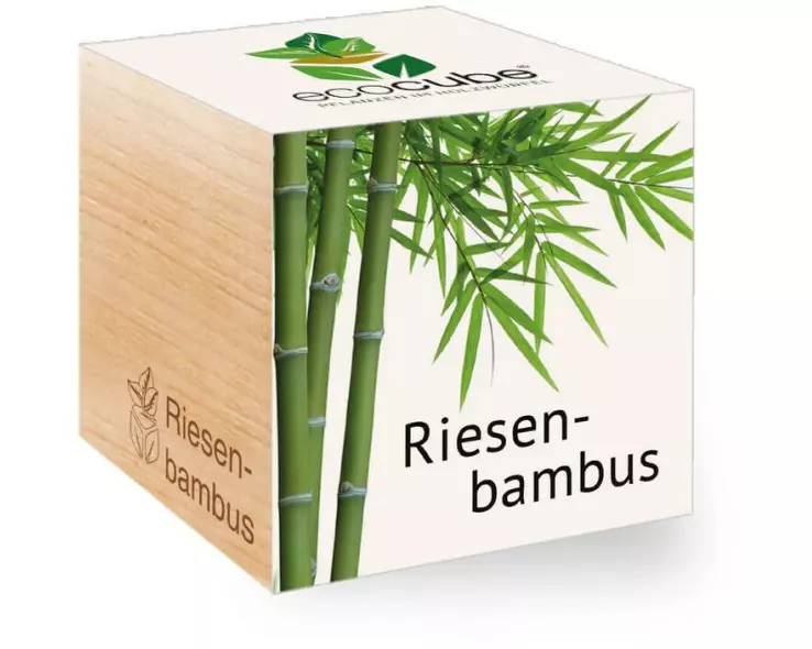 Feel Green Ecocube Riesenbambus