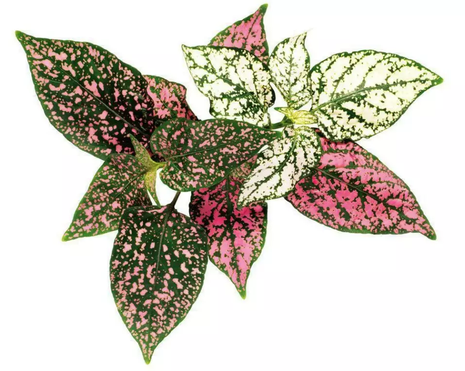 Click and Grow Saatgut Tupfenpflanze