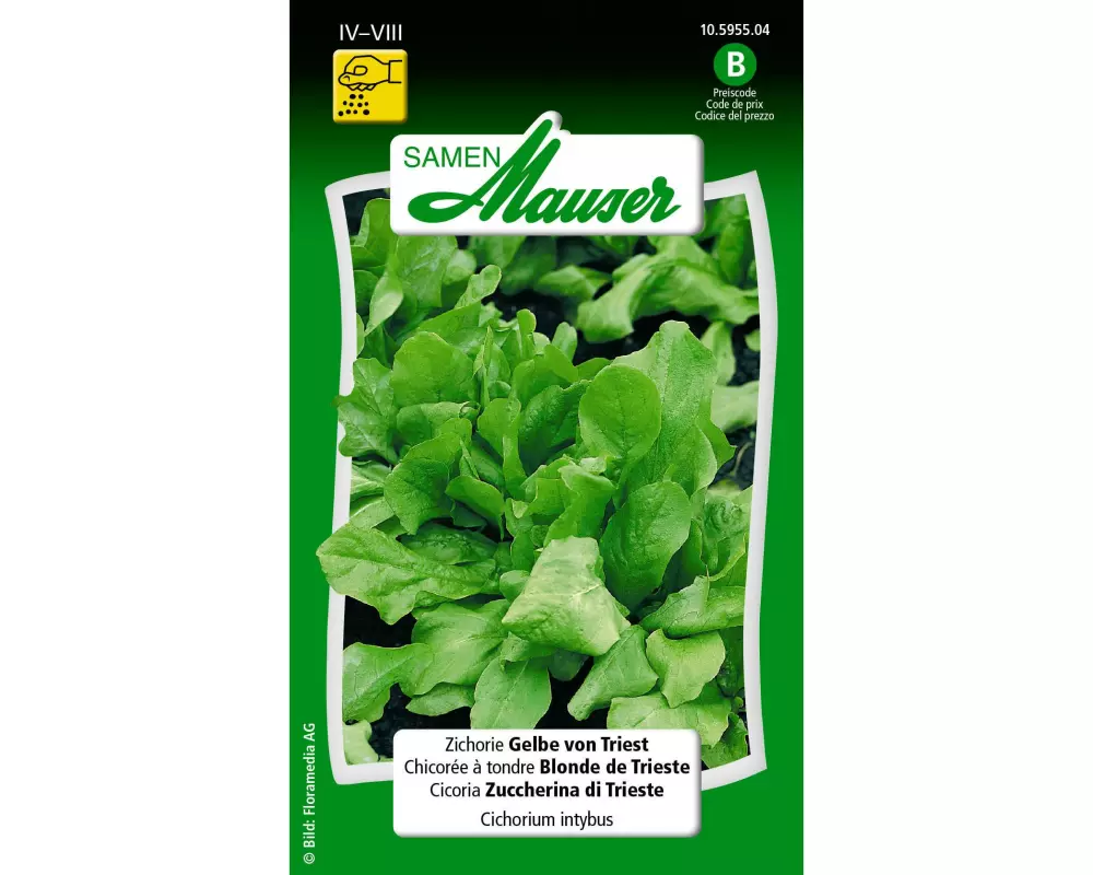Samen Mauser Samen Zichorie Gelbe von Triest