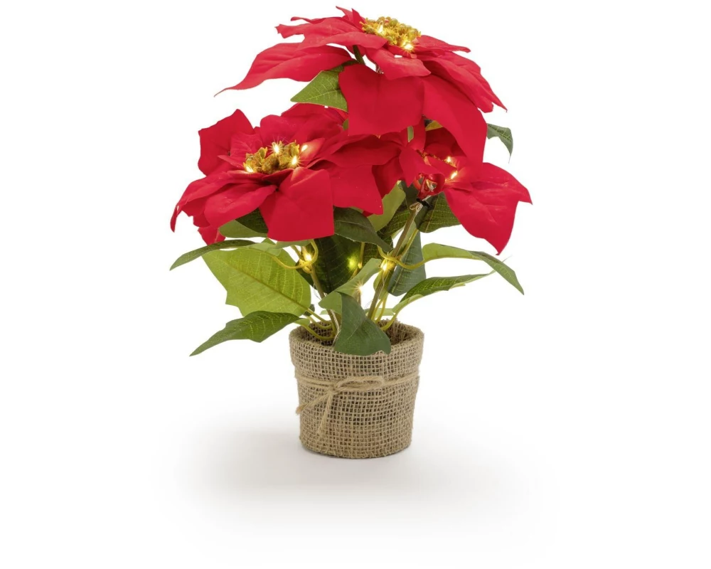 STT Poinsettia 33 cm