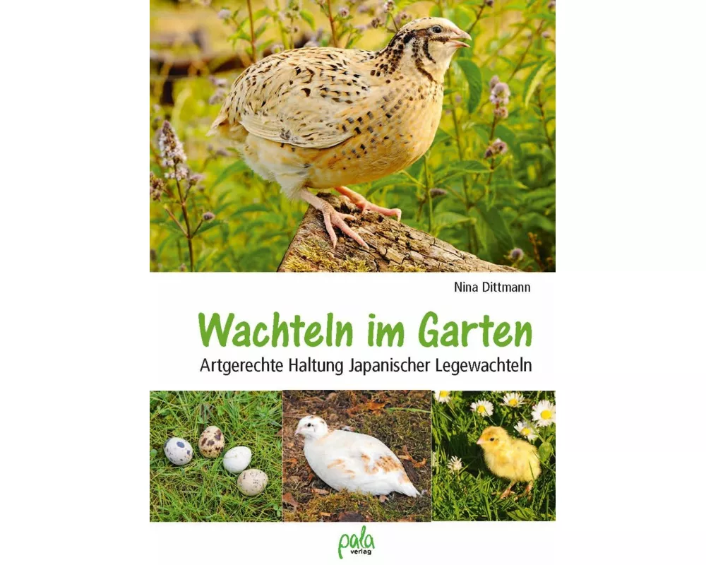Wachteln im Garten