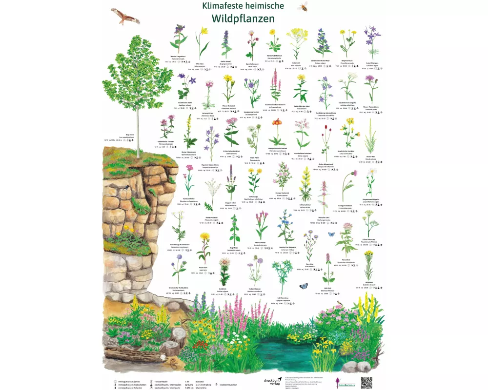 Klimafeste heimische Wildpflanzen