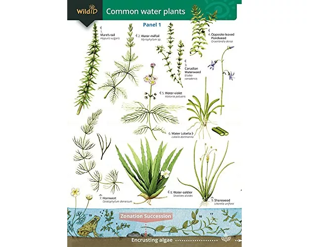 Guide to Commoner Water Plants