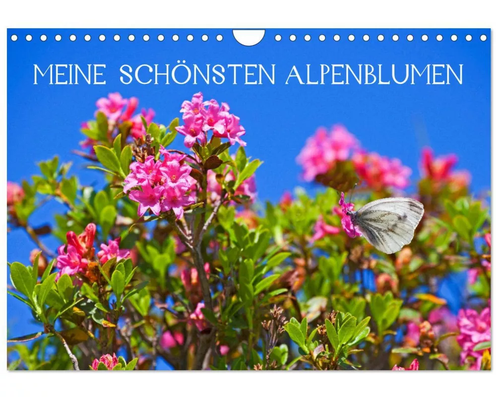 Meine schönsten Alpenblumen (Wandkalender 2026 DIN A4 quer), CALVENDO Monatskalender