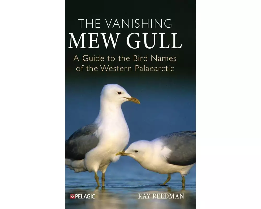 The Vanishing Mew Gull