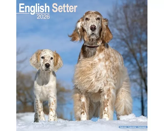 English Setter Calendar 2026 Square Dog Breed Wall Calendar - 16 Month