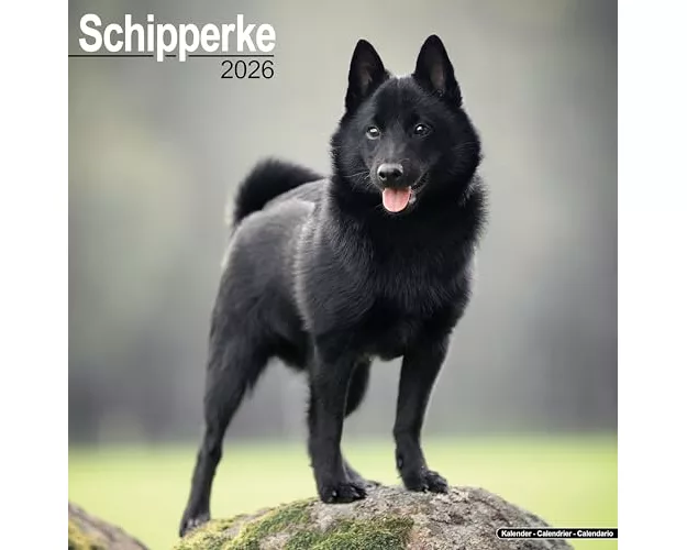 Schipperke Calendar 2026 Square Dog Breed Wall Calendar - 16 Month