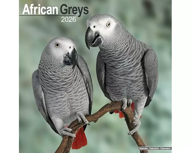 African Greys Calendar 2026 Square Bird Wall Calendar - 16 Month