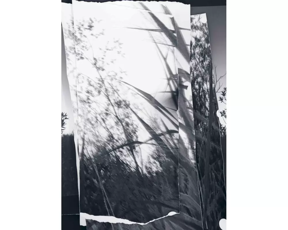 walks, conversations