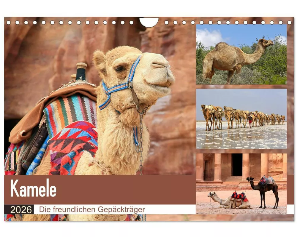 Kamele - Die freundlichen Gepäckträger (Wandkalender 2026 DIN A4 quer), CALVENDO Monatskalender