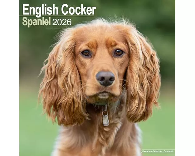 English Cocker Spaniel Calendar 2026 Square Dog Breed Wall Calendar - 16 Month