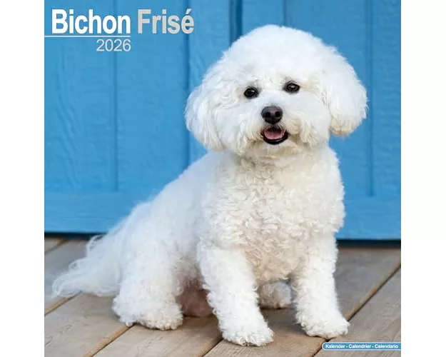 Bichon Frise Calendar 2026 Square Dog Breed Wall Calendar - 16 Month