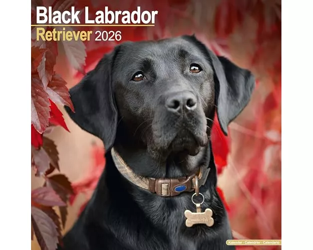 Black Labrador Retriever Calendar 2026 Square Dog Breed Wall Calendar - 16 Month