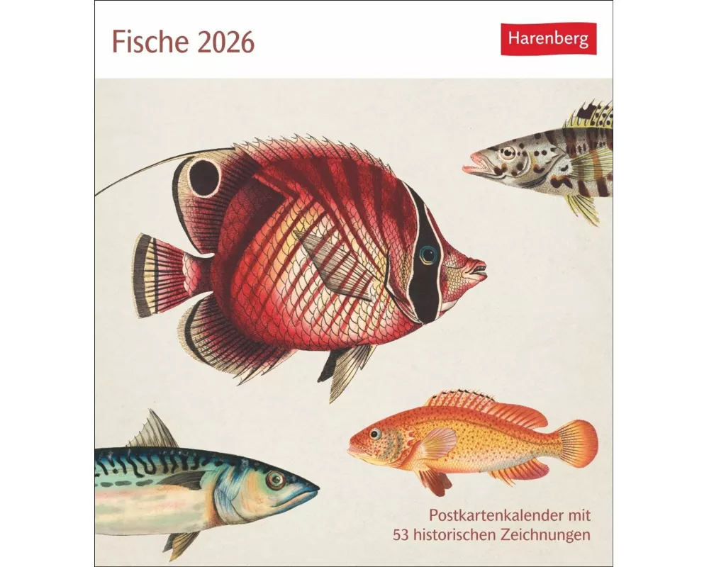 Fische Postkartenkalender 2026 - Postkartenkalender mit 53 historischen Zeichnungen