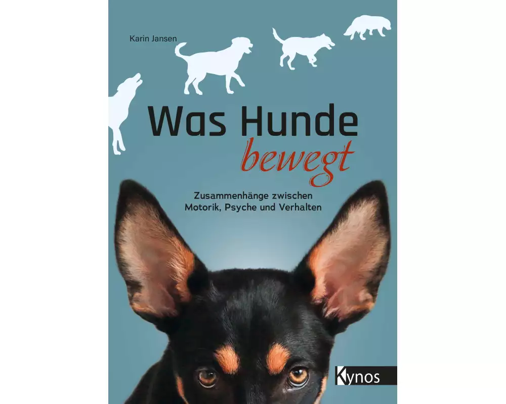 Was Hunde bewegt