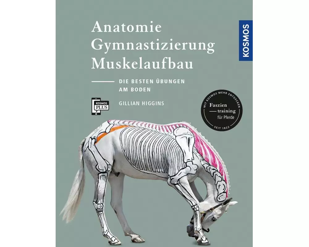 Anatomie, Gymnastizierung, Muskelaufbau
