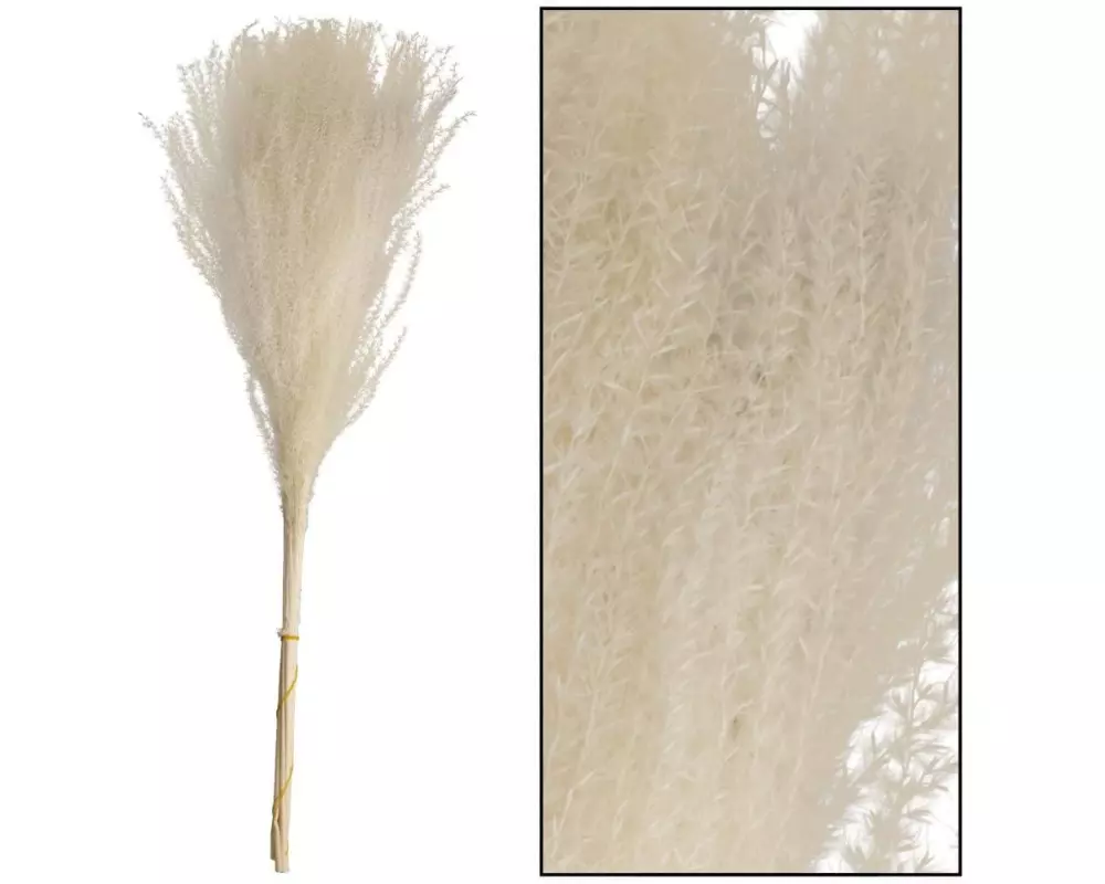 CHALET Trockenblumen Miscantusgras 10 Stück, Weiss