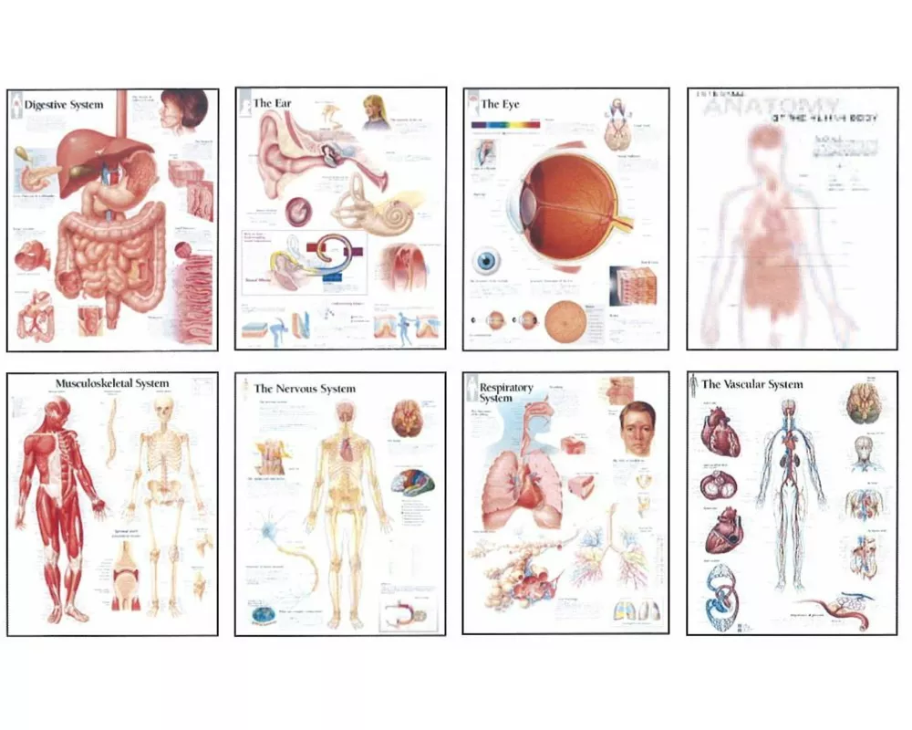 Human Anatomy Chart Pack