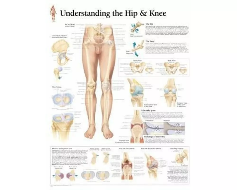 Understanding the Hip & Knee Paper Poster