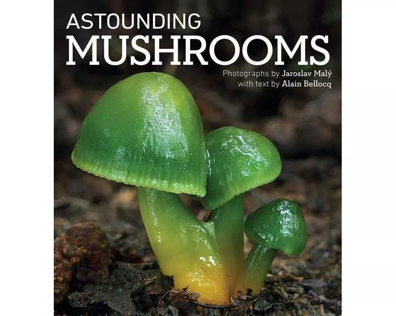 Astounding Mushrooms