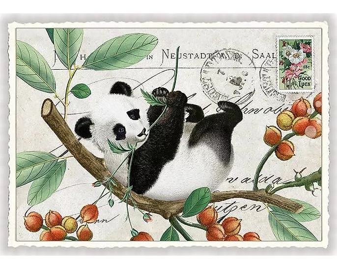 Postkarte / Panda / quer / blanko