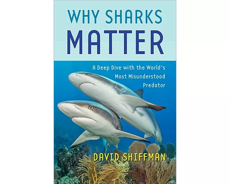 Why Sharks Matter