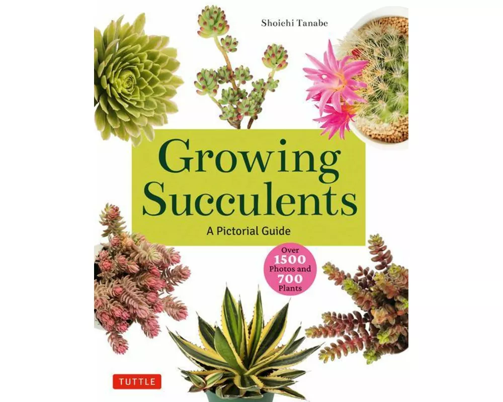 Growing Succulents