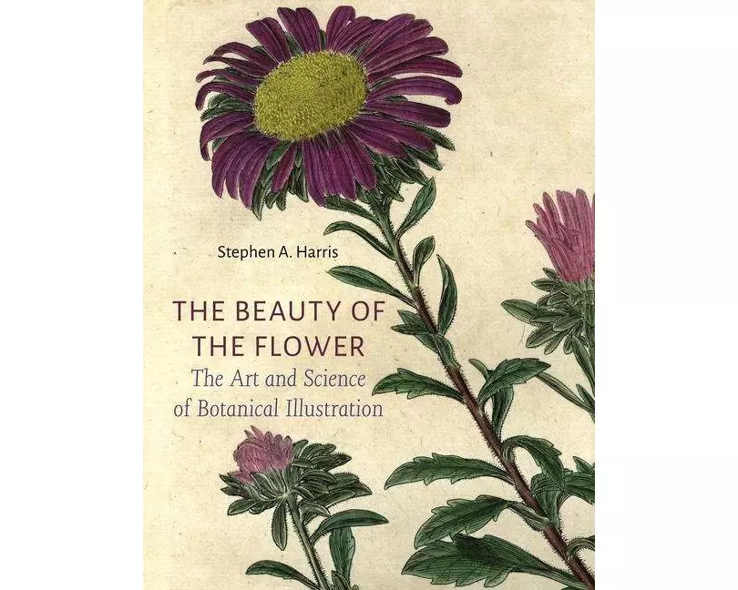 The Beauty of the Flower