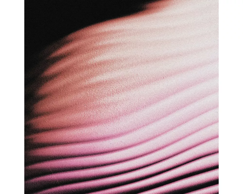 Everywhere,Everything (Digisleeve)