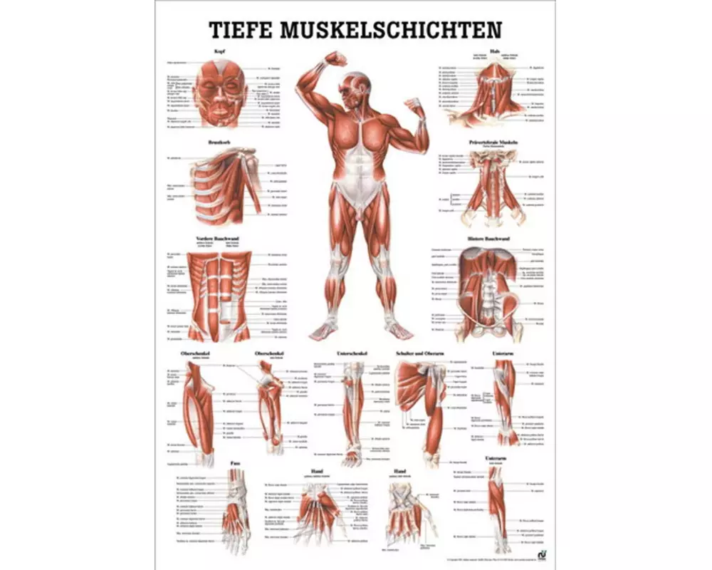 Rüdiger Anatomische Lehrtafel Tiefe Muskelschichten, Frontansicht