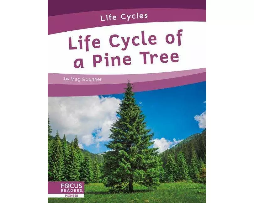 Life Cycle of a Pine Tree