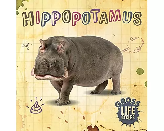 Hippopotamus